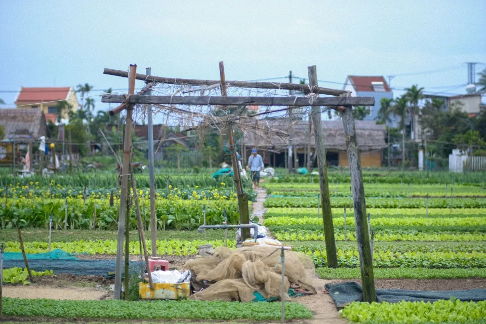 Vườn rau của Huỳnh Thị Thùy Trang